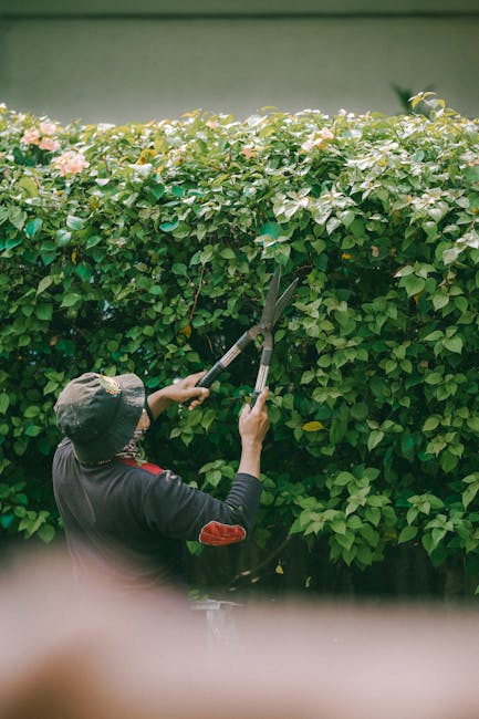 A hand holding a small white sticky note with the word 'MONEY' written in bold black letters, positioned against a dense, well-maintained hedge composed of lush, dark green, glossy leaves. The hedge f